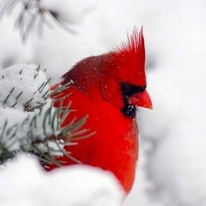 Meet your Posher, Darlene